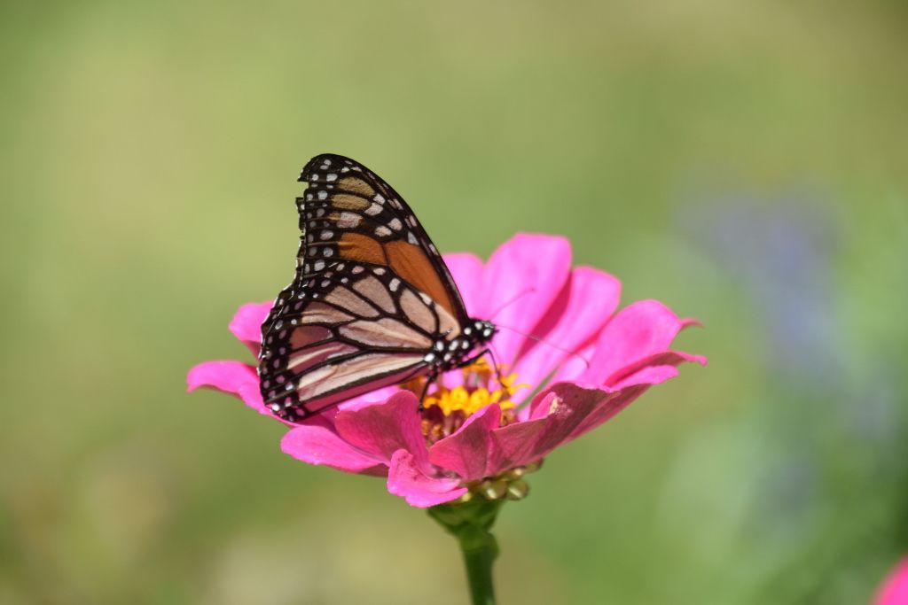 marthas pk and bflies2019 004 (1024x683).jpg